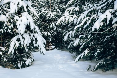 Ormanın manzarası kardaki ladin dalları şehir dışında harika bir gün.