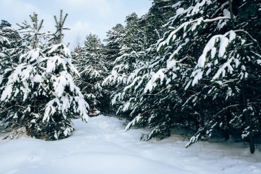 Ormanın manzarası kardaki ladin dalları şehir dışında harika bir gün.