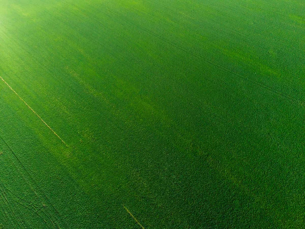 Aerial View Agricultural Field — Stock Photo, Image