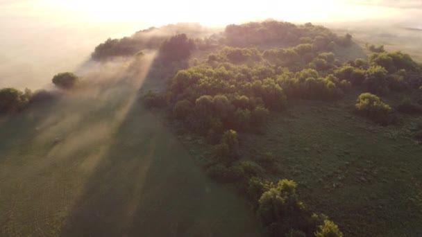 Вид Повітря Зелений Молодий Ліс Туманний Світанок Містом — стокове відео