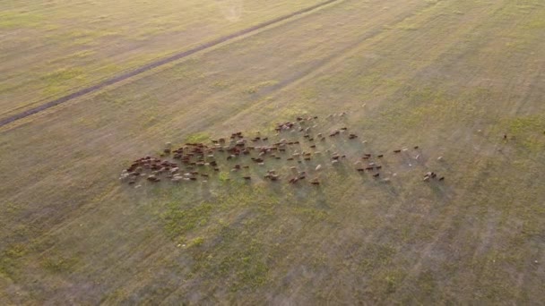 Vue Aérienne Troupeau Moutons Broutant Dans Champ — Video