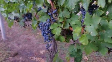 Sarmaşıktan sarkan bir demet mavi şarap üzümü.