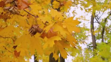 Sarı turuncu sonbahar yapraklı ağaç dalları ormanda rüzgarda savruluyor..
