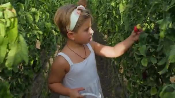 Mała Dziewczynka Białej Sukience Przechadza Się Szklarni Zbiera Pomidory Wybiera — Wideo stockowe