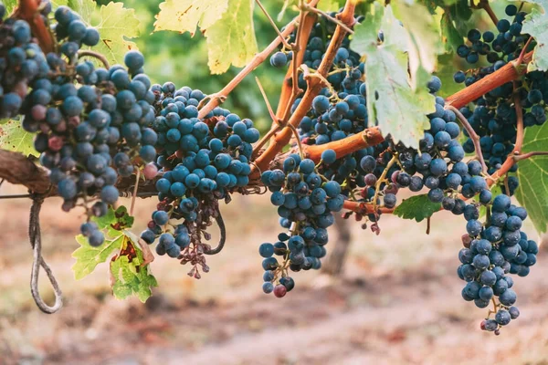 Winorośl z klastrami dojrzałych winogron niebieskich. — Zdjęcie stockowe
