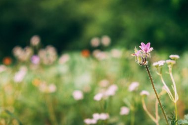 Çiçek pembesi. Herkesten ayrı. yakın plan.