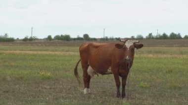 Kahverengi bir inek hasattan sonra tarlada otlar. Çiftlik arazisi.