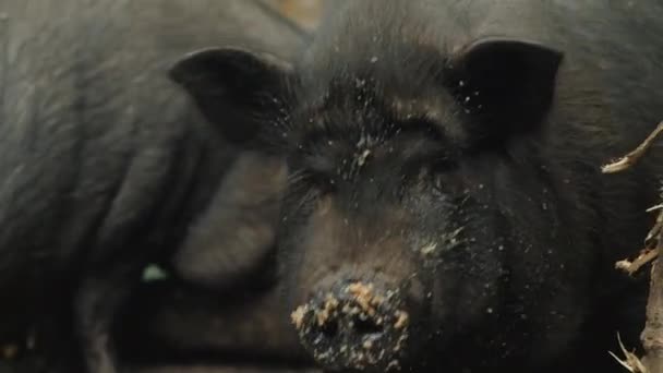Pig Muzzle Close Big Black Pig Dirty Nose Looks Camera — Stock Video