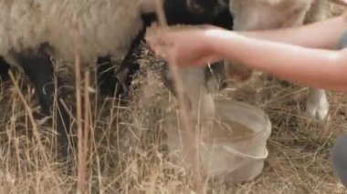 Kadın çiftçi, koyunları elleri kapalı besliyor. Romanov koyun cinsi. Koyun çiftliği. Koyun besleyip büyütmek.