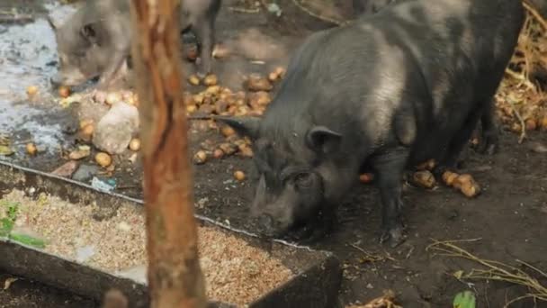Leitão Vietnamita Aproxima Alimentador Fareja Cultivo Alimentação Porcos Fazenda Porco — Vídeo de Stock
