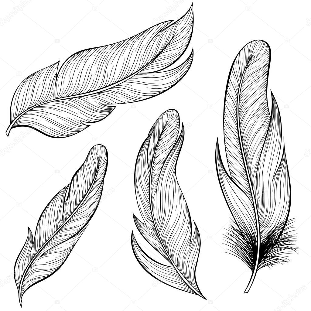 Set of bird feathers