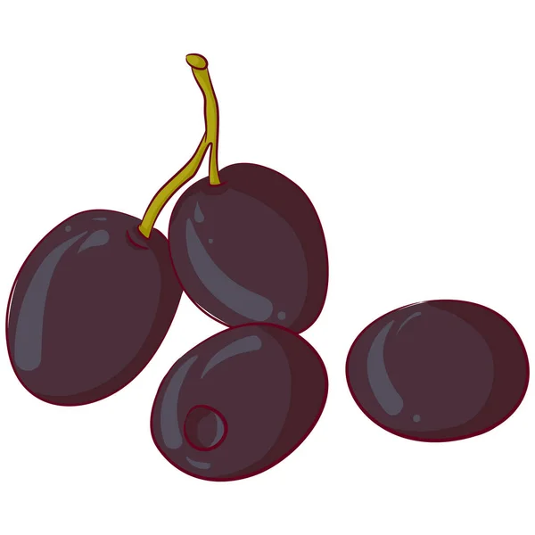 Cuatro aceitunas negras — Vector de stock