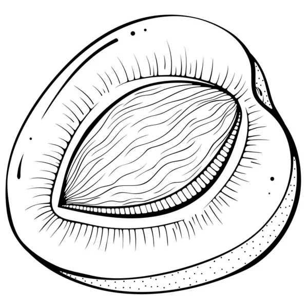 有坑的半杏仁 — 图库矢量图片