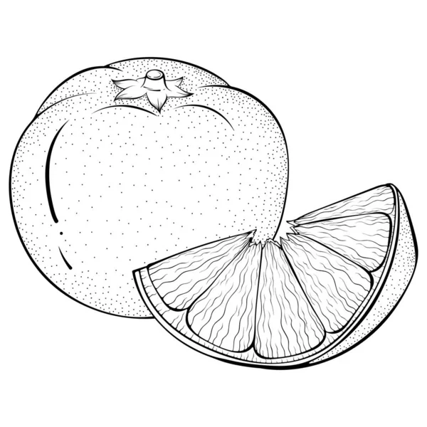 Mandarina entera y cortada en rodajas — Archivo Imágenes Vectoriales