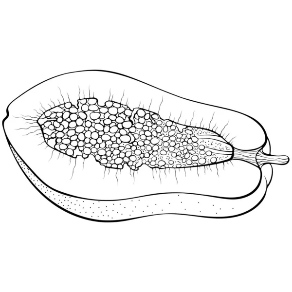 Napůl papája se semenem — Stockový vektor