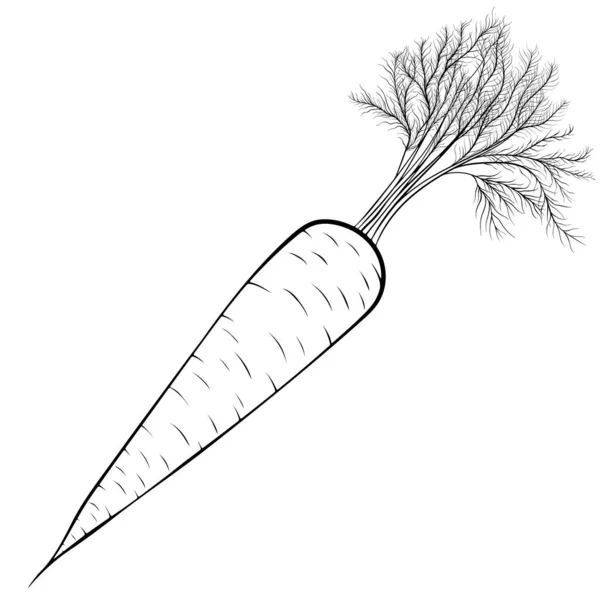 Целая морковная линия — стоковый вектор