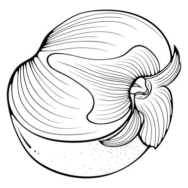 Yarım hurma çizgisi