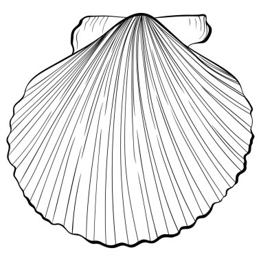 Kabuk kabuğu üst görünüm sanatı