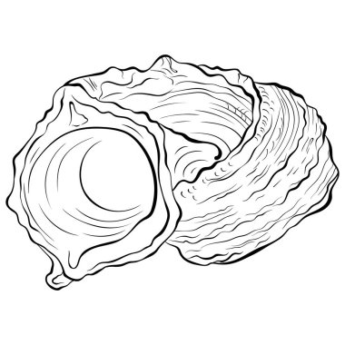 Spiral deniz kabuğu çizgisi