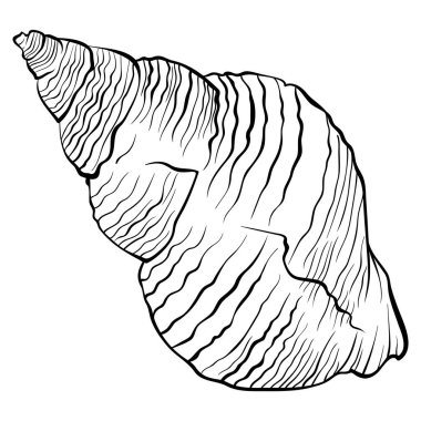 Spiral kıvrılmış deniz kabuğu çizgisi