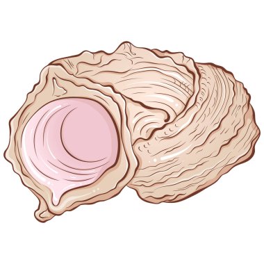 Spiral deniz kabuğu rengi