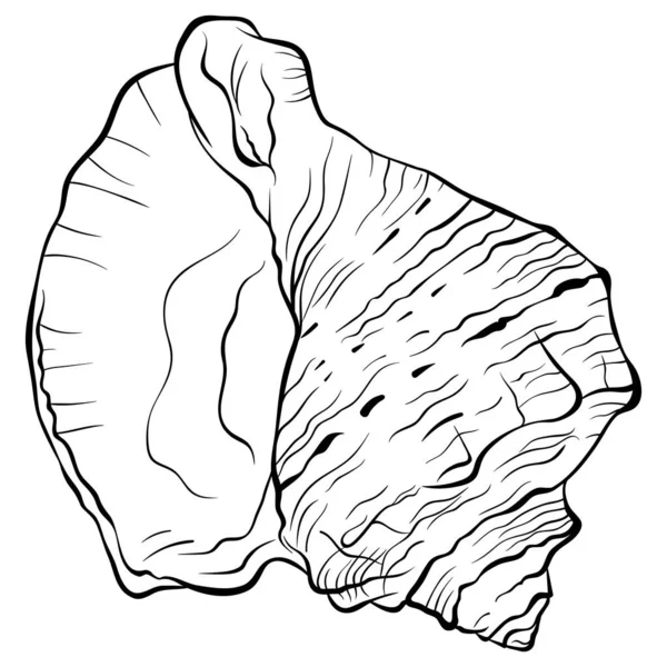 Spirála Seashell top view line art — Stockový vektor