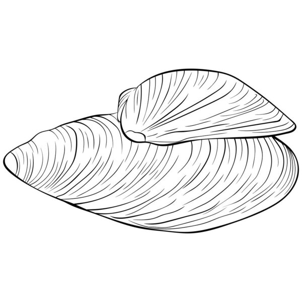 Mussel shells line art