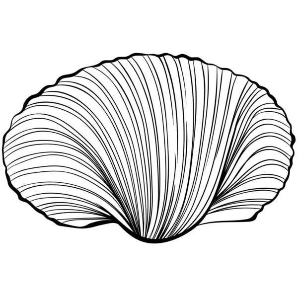 Scallop shell line art — Vettoriale Stock