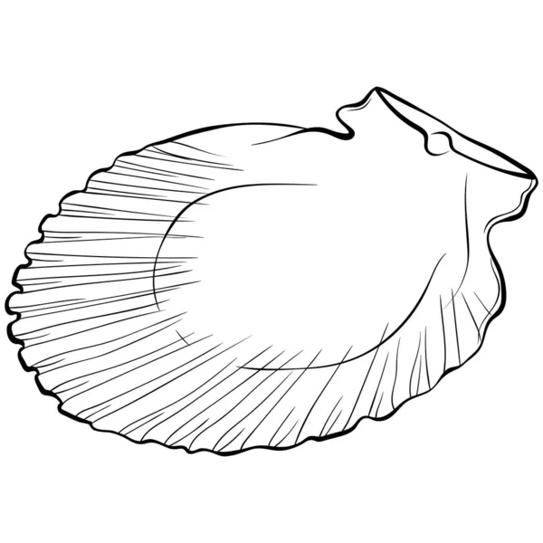 Scepp shell inside line art — стоковый вектор