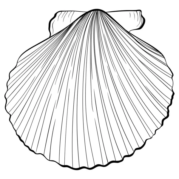 Scallop shell vista dall'alto linea arte — Vettoriale Stock