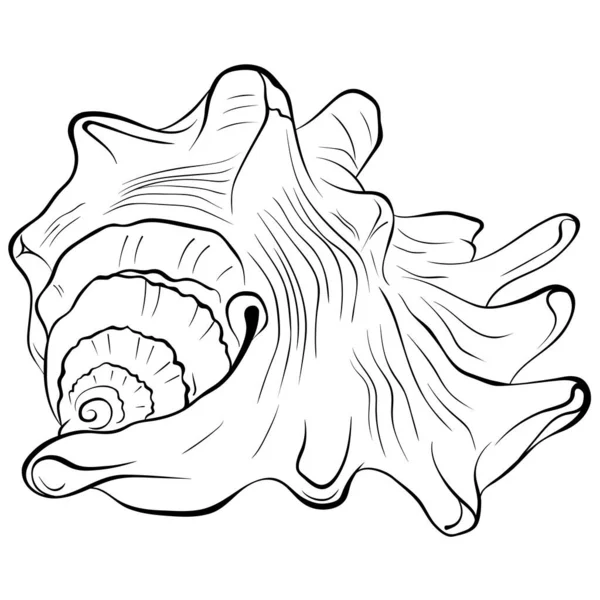 Çivilenmiş deniz kabuğu keyfi şekil çizgisi — Stok Vektör