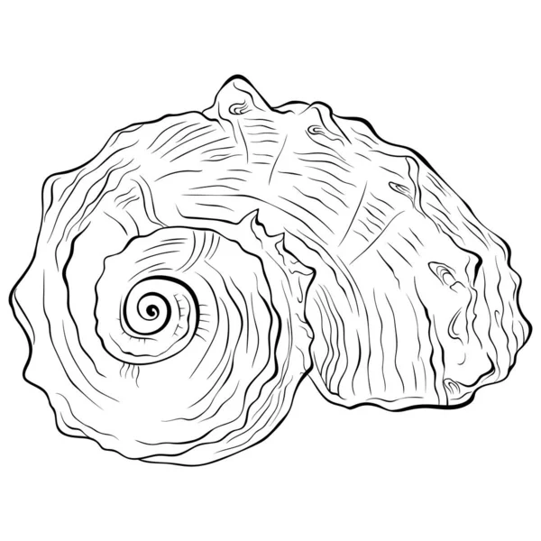 Spiral deniz kabuğu ön görünüm sanatı — Stok Vektör