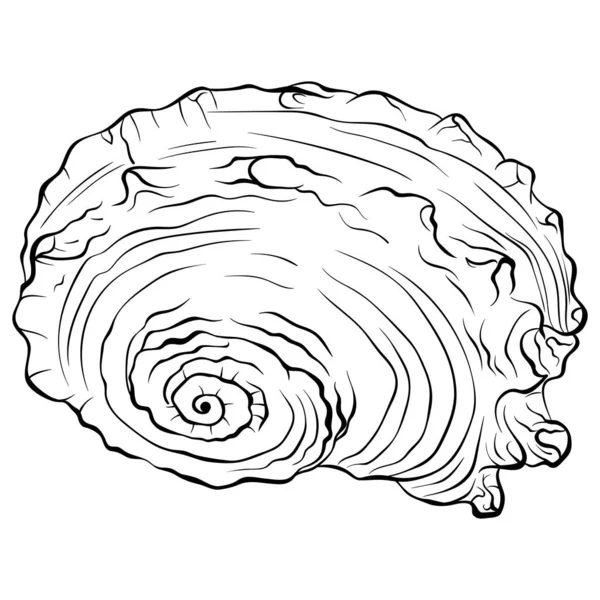 Spiraalvormige schelp bovenaanzicht lijn kunst — Stockvector