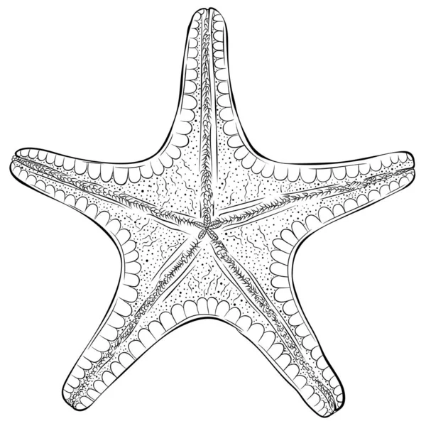 Starfish Bottom View Line Kunst — Stockvektor