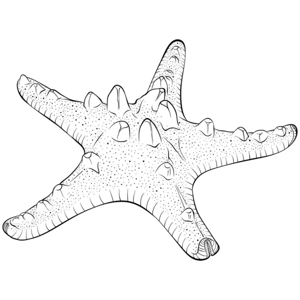 Seni garis bintang laut - Stok Vektor