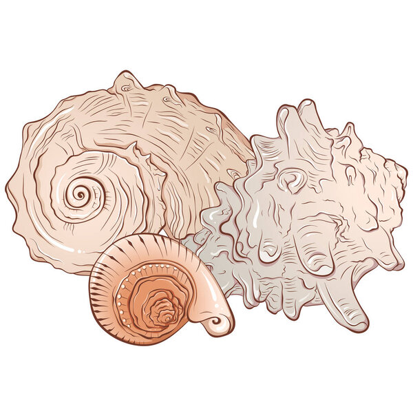 Composition of three sea shells