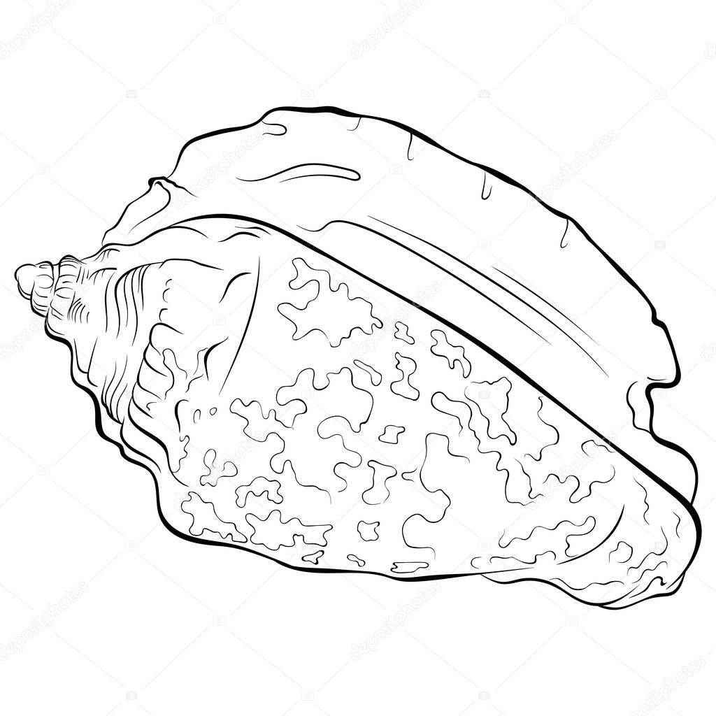 Spiral seashell with spots. Vector hand drawn line art illustration isolated on white. Element for design seafood shop or menu, decor, label. Suitable for coloring book page. Close up illustration
