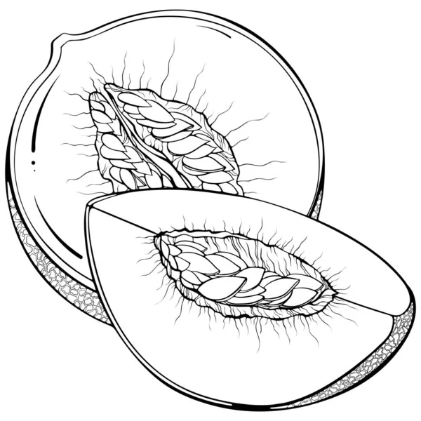 Quarter and half melon line art — Vetor de Stock