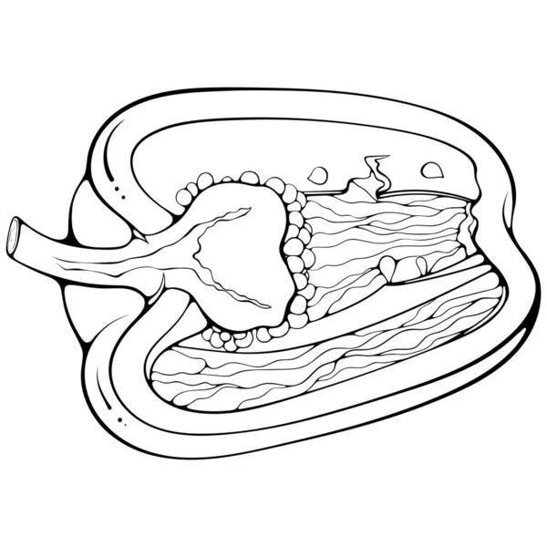 Half lying paprika pepper line art — Stok Vektör