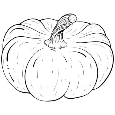 Koca bir balkabağı. Elle çizilmiş vektör çizimleri karalama stili. Çizgi sanatı botanik gıdaları beyaza izole edilmiş. Balkabağı sebzesini kapat. Boyama kitabı, tasarım, baskı elementi.