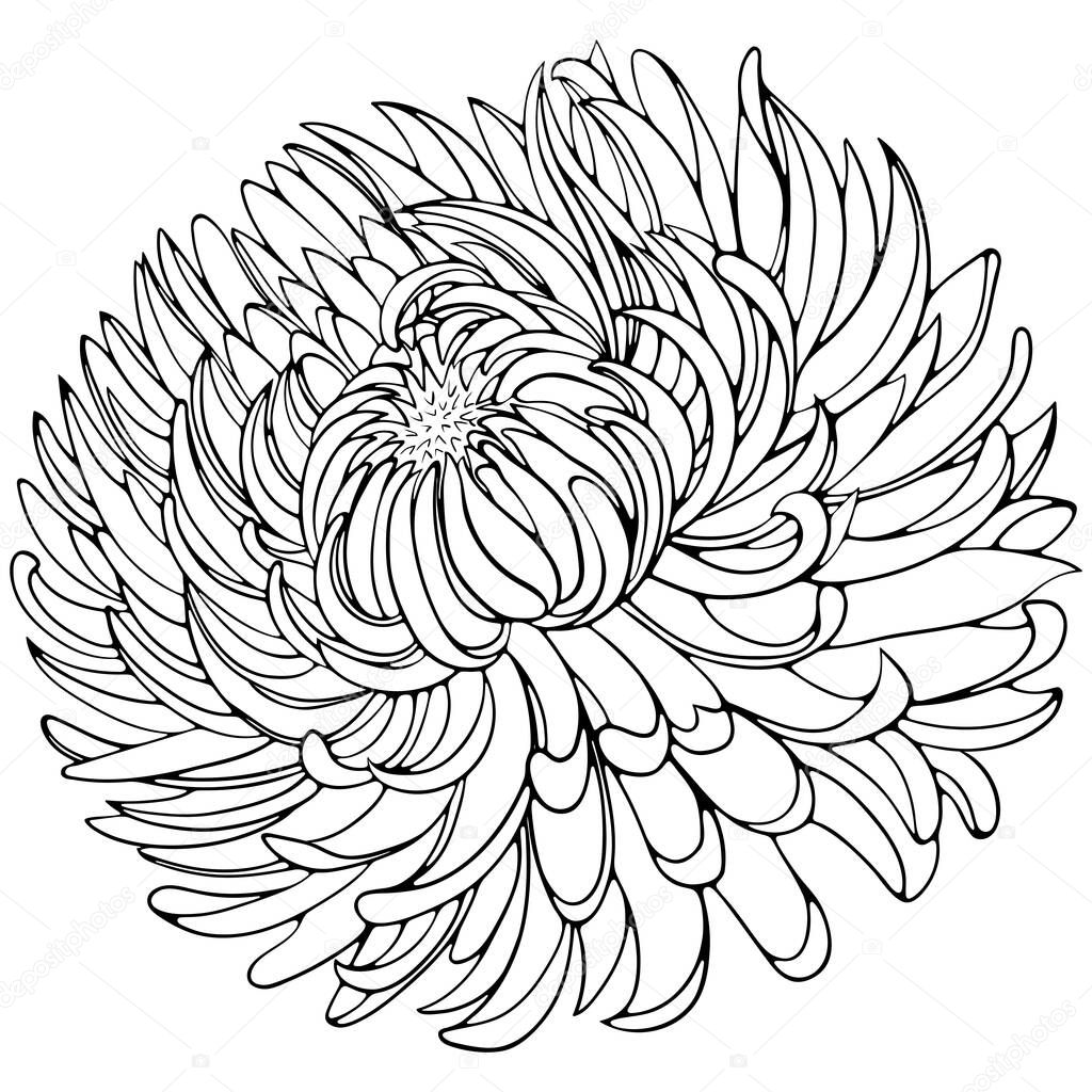 Chrysanthemum flower. Vector illustrations in hand drawn sketch doodle style. Line art botanical plant isolated on white. Close up blooming flower. Element for coloring book, design, print.