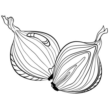 Tam ve yarım soğan. Elle çizilmiş vektör çizimleri karalama stili. Çizgi sanatı botanik gıdaları beyaza izole edilmiş. Soğan sebzesini kapat. Boyama kitabı, tasarım, baskı elementi