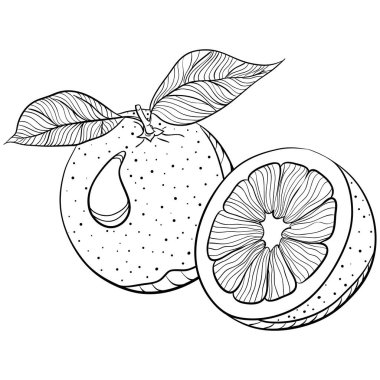 Tam portakallı ve yapraklı. Elle çizilmiş vektör çizimleri karalama stili. Beyaza izole edilmiş organik botanik illüstrasyon. Turunçgil meyvesini kapatın. Boyama kitabı ve tasarım için elementName
