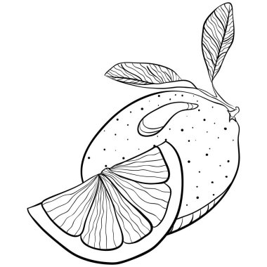 Tam ve yarım limon. Elle çizilmiş vektör çizimleri karalama stili. Beyaza izole edilmiş organik botanik illüstrasyon. Turunçgil meyvesini kapatın. Boyama kitabı ve tasarım için elementName