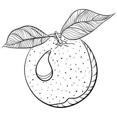 Portakallı ve yapraklı. Elle çizilmiş vektör çizimleri karalama stili. Beyaza izole edilmiş organik botanik illüstrasyon. Turunçgil meyvesini kapatın. Boyama kitabı, tasarım, baskı elementi