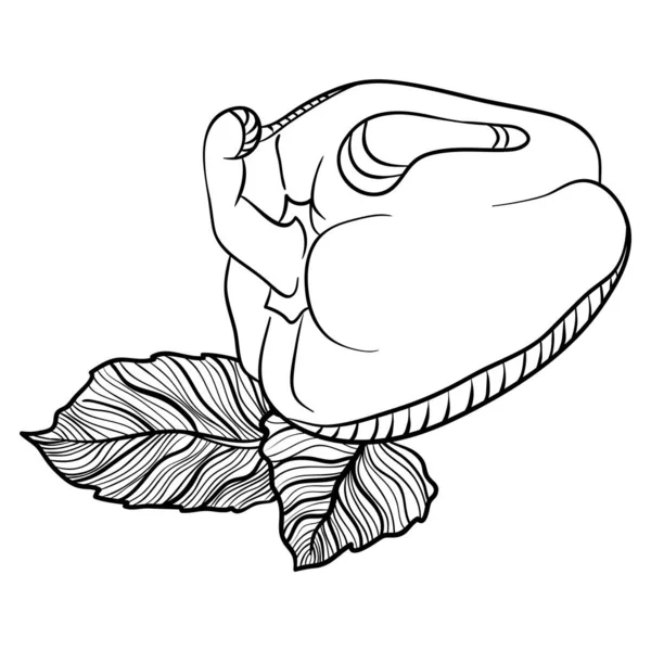 Hela Liggande Paprika Med Löv Vektorillustrationer Handritad Skiss Doodle Stil — Stock vektor