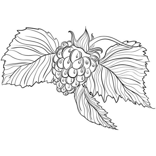 나뭇잎 라즈베리 일러스트는 손으로 스케치 스타일입니다 식물학적 삽화는 흰색에 분리되어 — 스톡 벡터