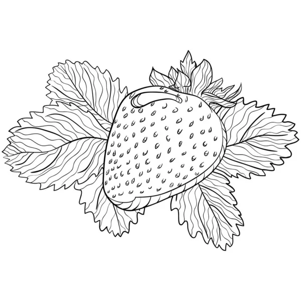 Ολόκληρη Φράουλα Φύλλα Εικονογραφήσεις Διάνυσμα Στο Χέρι Σχέδιο Doodle Στυλ — Διανυσματικό Αρχείο