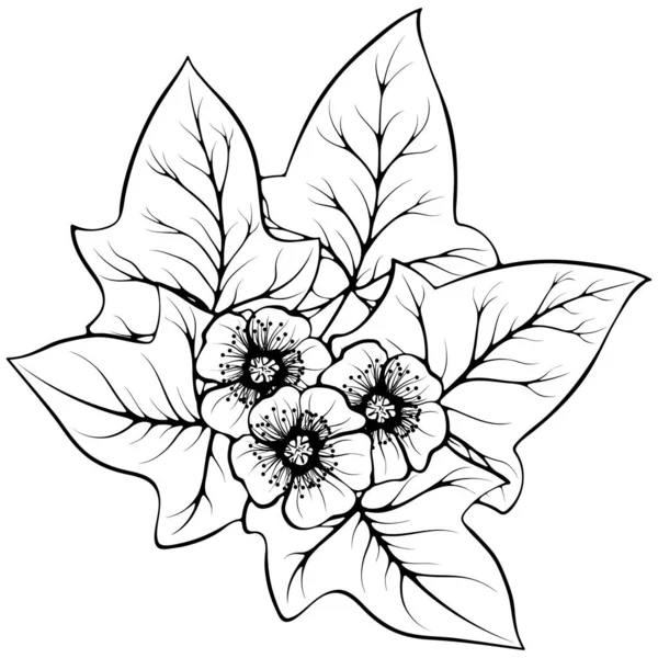 Buttercup Flowers Ivy Isolated White Vector Illustration Sketch Line Art — Vetor de Stock