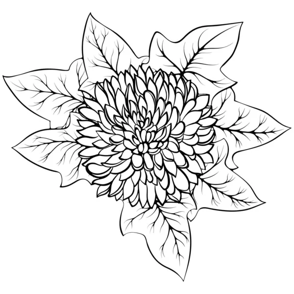 Chrysanthemum Flower Ivy Isolated White Vector Illustration Sketch Line Art — Vetor de Stock